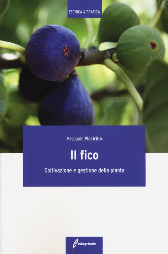 Il fico. Coltivazione e gestione della pianta - Pasquale Piccirillo - copertina