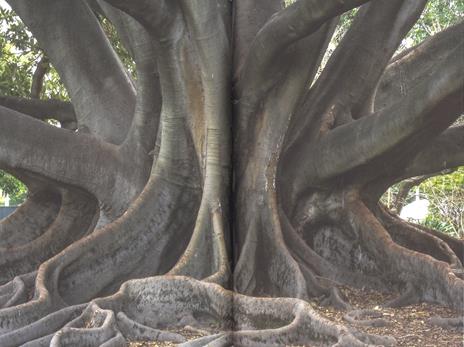 Alberi sapienti antiche foreste. Come guardare, ascoltare e avere cura del bosco. Con ebook - Daniele Zovi - 2