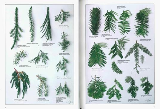 Riconoscere gli alberi - Roger Phillips - Libro - De Agostini - | IBS