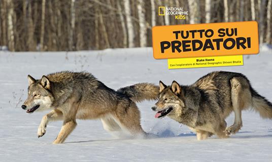 Tutto sui predatori. Ediz. illustrata - Blake Hoena,Shivani Bhalla - 2