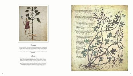 L' arte botanica nei secoli. Dagli erbari rinascimentali al XIX secolo. Ediz. a colori - Andrea Accorsi,Giuseppe Brillante,Elena Percivaldi - 6