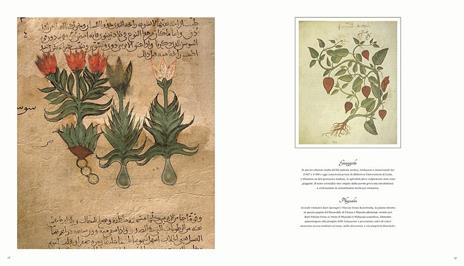 L' arte botanica nei secoli. Dagli erbari rinascimentali al XIX secolo. Ediz. a colori - Andrea Accorsi,Giuseppe Brillante,Elena Percivaldi - 7