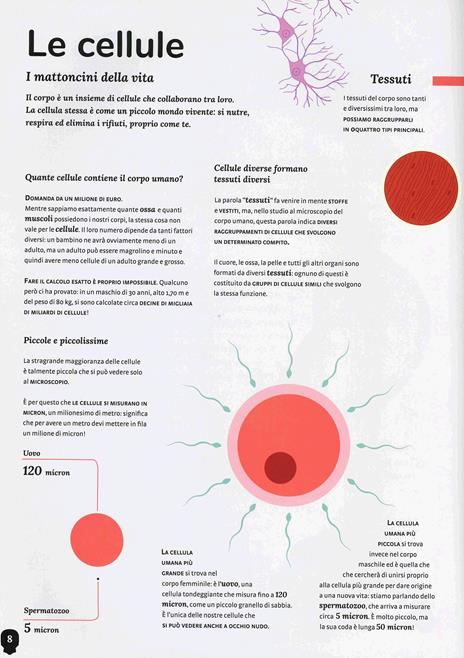 Il corpo umano. I misteri e le curiosità sul nostro corpo spiegati in un colpo d'occhio - Cristina Peraboni - 4
