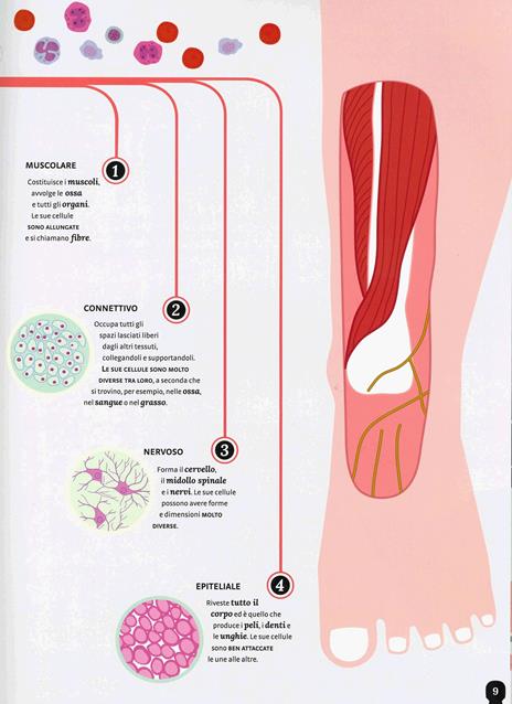 Il corpo umano. I misteri e le curiosità sul nostro corpo spiegati in un colpo d'occhio - Cristina Peraboni - 5