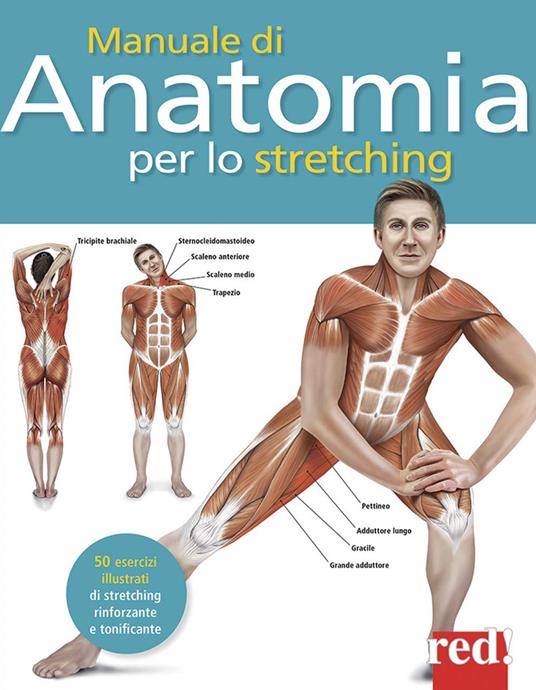 Manuale di anatomia per lo stretching. 50 esercizi illustrati di stretching, rinforzante e tonificante - Ken Ashwell - copertina