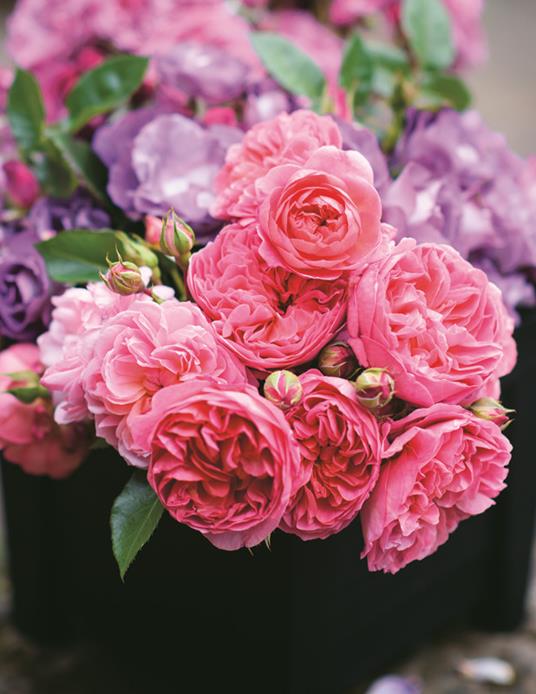 Rose vintage. Le varietà più belle per la casa e il giardino - Jane Eastoe - 3