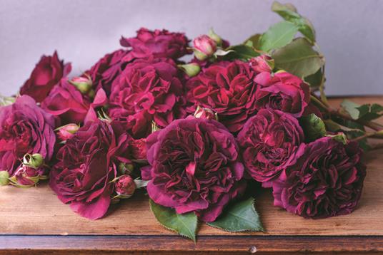 Rose vintage. Le varietà più belle per la casa e il giardino - Jane Eastoe - 6