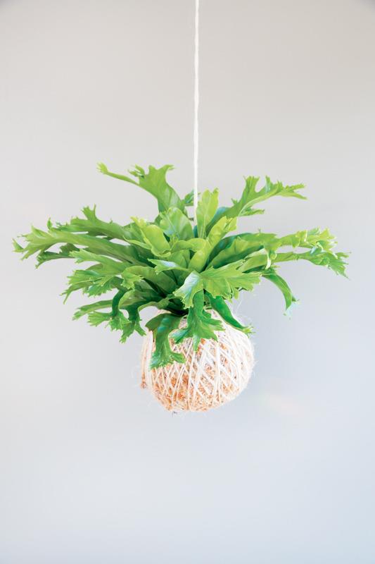 Kokedama. L'arte giapponese delle piante sospese - Coraleigh Parker - Libro  - Logos - | IBS