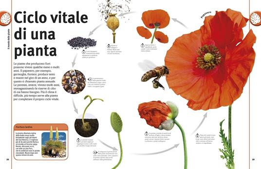 Alberi, foglie, fiori & semi. Lo straordinario regno vegetale. Ediz.  illustrata - Libro - Gribaudo - Enciclopedia per ragazzi | IBS