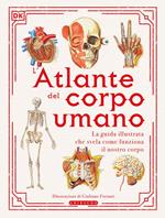 L' atlante del corpo umano