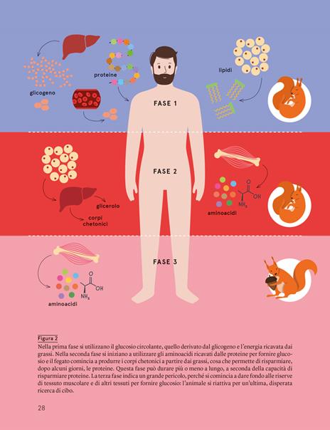 Il digiuno intermittente. Tutti i benefici dell'alimentazione circadiana (e le risposte ai tuoi dubbi) - Antonio Paoli,Antonella Viola - 7