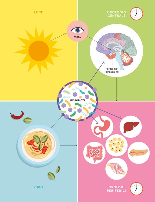 Digiuno Intermittente e Legge dell'Attrazione: Risveglia la Tua Forza  Interiore: Trasforma il Tuo Percorso Nutrizionale con la Potenza Mentale, 2  Libri in 1 : Breeze, Mia: : Libri