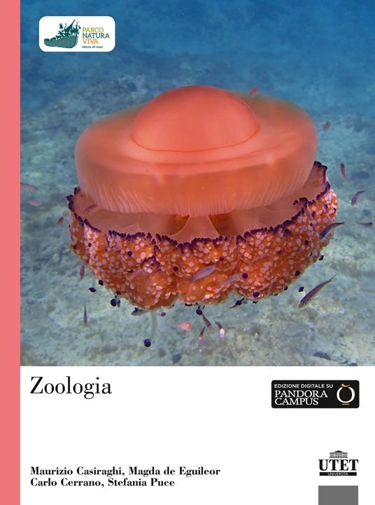 Zoologia - Maurizio Casiraghi,Magda De Eguileor,Carlo Cerrano - copertina