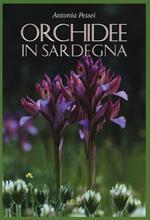 Orchidee in Sardegna. Ediz. illustrata