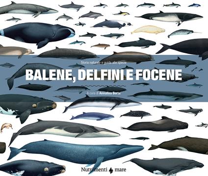 Balene, delfini e focene. Storia naturale e guida alle specie - copertina