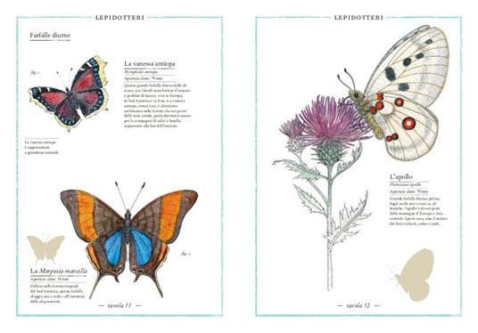 Inventario illustrato degli insetti - Emmanuelle Tchoukriel,Virginie Aladjidi - 4