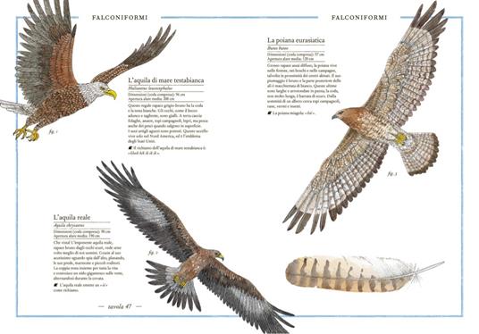 Inventario illustrato degli uccelli - Emmanuelle Tchoukriel,Virginie Aladjidi - 4