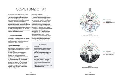 Terrarium. Mondi vegetali sotto vetro - Anna Bauer,Noam Levy - 5