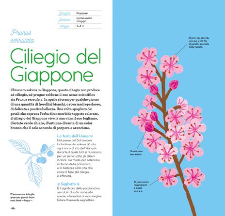 Fiori di stagione. Ediz. a colori - Emmanuelle Kecir-Lepetit - 6