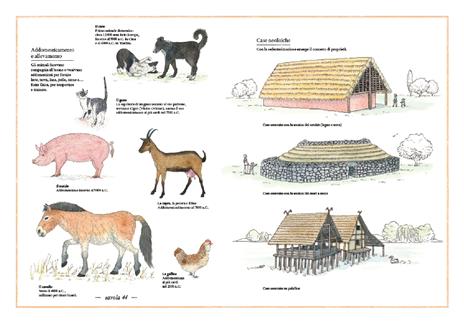 Inventario illustrato della preistoria. Ediz. a colori - Emmanuelle Tchoukriel,Virginie Aladjidi - 7