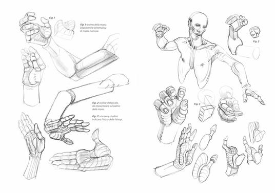 Anatomia artistica. Carnet di morfologia