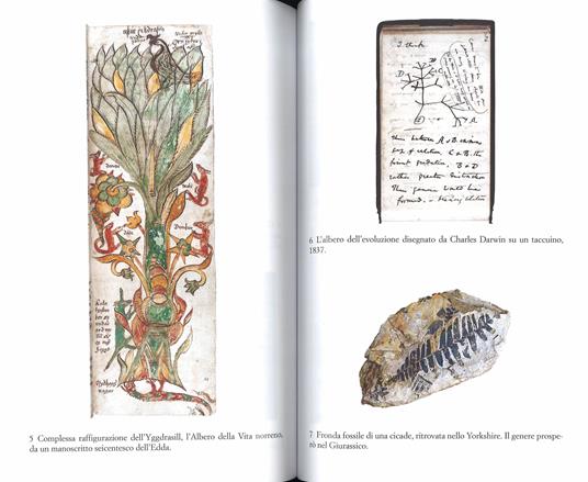 Il più grande spettacolo del mondo. Botanica e immaginazione. Ediz. illustrata - Richard Mabey - 2