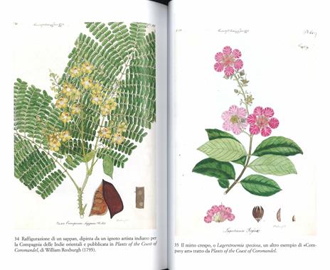 Il più grande spettacolo del mondo. Botanica e immaginazione. Ediz. illustrata - Richard Mabey - 5