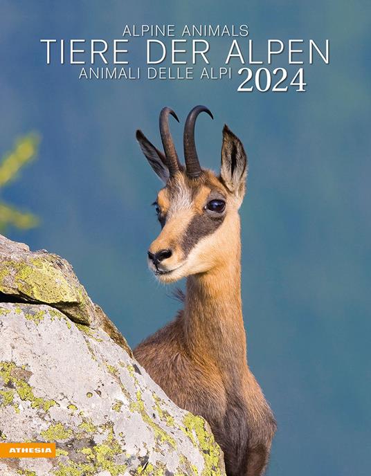 Tiere der Alpen-Animali delle Alpi-Alpine animals. Calendario 2024. Ediz.  multilingue - Libro - Athesia 