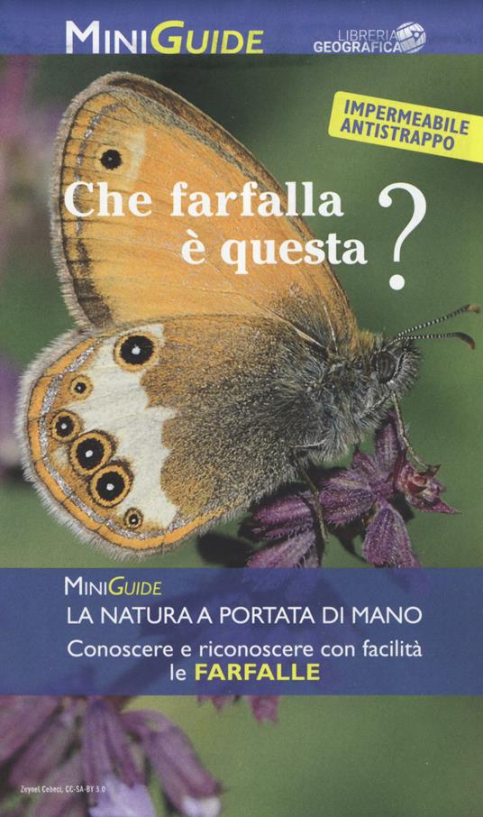 Che farfalla è questa? - copertina