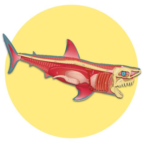 Costruisci il tuo squalo e scopri il mondo di questi misteriosi predatori. Libro pop-up. Ediz. illustrata - Barbara Taylor - 3