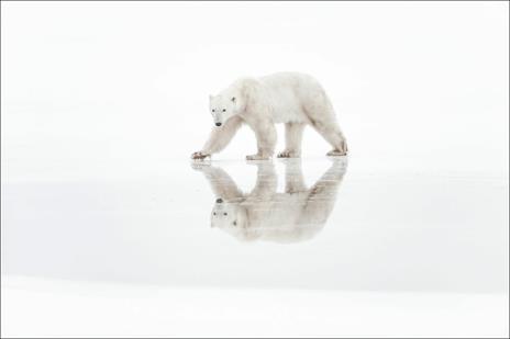 Artico. Ediz. illustrata - Vincent Munier - 4