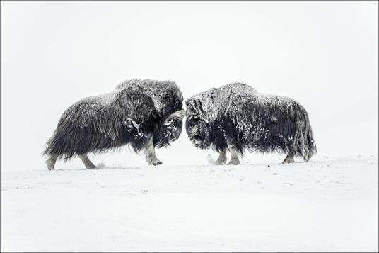 Artico. Ediz. illustrata - Vincent Munier - 6