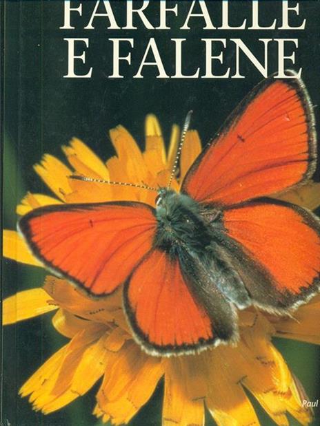 Farfalle e falene. Ediz. illustrata - Paul Sterry - copertina