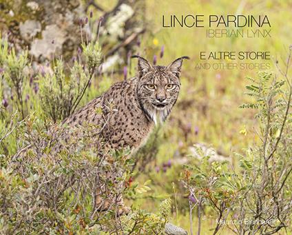 Lince pardina. E altre storie. Ediz. italiana e inglese - Maurizio Biancarelli - copertina