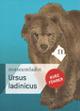 Ursus ladinicus. Kurzführer - Gernot Rabeder,Herwig Prinoth,Florian Kronbichler - copertina