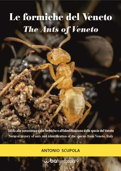 Le formiche del Veneto. Guida al riconoscimento delle specie con note di mirmecologia generale-The ants of Veneto. Guide to recognition of species with notes of general myopecology - Antonio Scupola - copertina