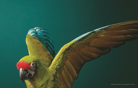 Animali da salvare. Ediz. a colori - Tim Flach,Jonathan Baillie - 5