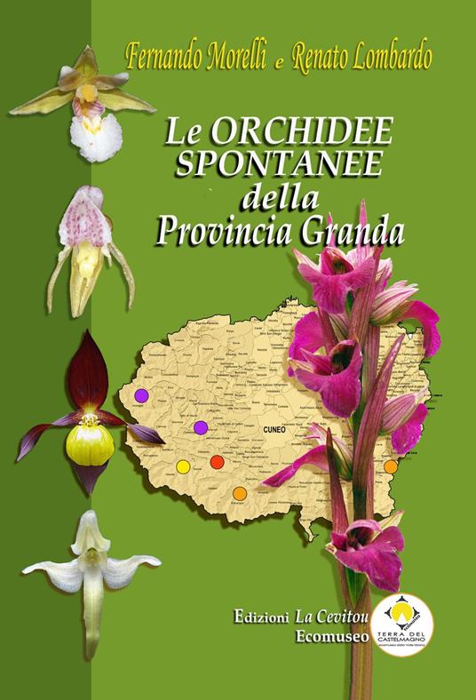 Le orchidee spontanee della Provincia Granda. Ediz. illustrata - Fernando Morelli,Renato Lombardo - copertina