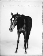 Il cavallo di bronzo nei musei capitolini: un originale greco a Roma-Quattro studi di cavalli. Ediz. italiana e inglese