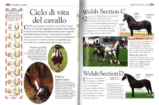 Poster del cavallo dell'evento crema e arancia - Venngage