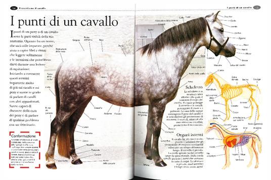 Enciclopedia del cavallo. Ediz. illustrata - Sandy Ransford - Libro - Dix -  Varia illustrata | IBS