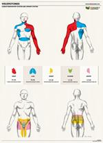 Osteoposter viscerotomi. Sistema cardio respiratorio e urinario - verticale