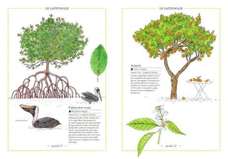 Inventario illustrato degli alberi - Emmanuelle Tchoukriel,Virginie Aladjidi - 4