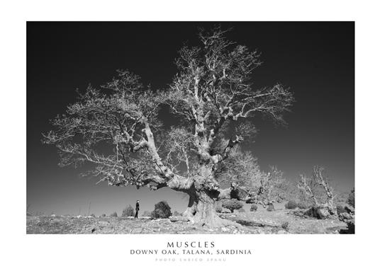 Muscles. Downy Oak, Talana, Sardinia. Ediz. italiana e inglese. Con stampa Fine Art - Enrico Spanu - copertina
