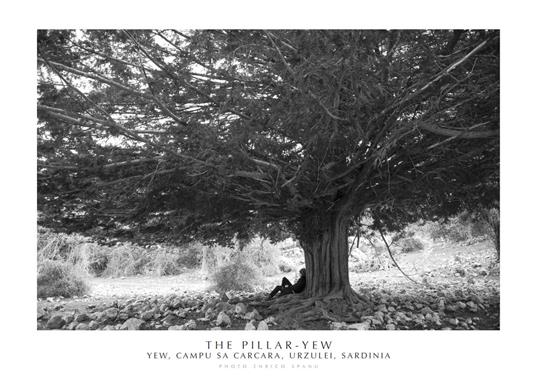 The Pillar-Yew. Yew, Campu Sa Carcara, Urzulei, Sardinia. Ediz. italiana e inglese. Con stampa Fine Art - Enrico Spanu - copertina