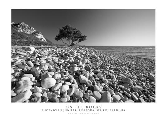 On the rocks. Phoenician Juniper, Lispedda , Gairo, Sardinia. Ediz. italiana e inglese. Con stampa Fine Art - Enrico Spanu - copertina