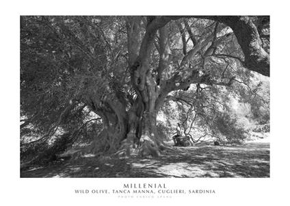 Millenial. Wild olive, Tanca Manna, Cuglieri, Sardinia. Ediz. italiana e inglese. Con stampa Fine Art - Enrico Spanu - copertina