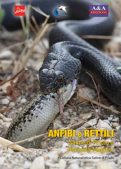 Anfibi e rettili. Saline di Priolo e penisola Magnisi - Fabio Cilea,Saverio Cacopardi - copertina