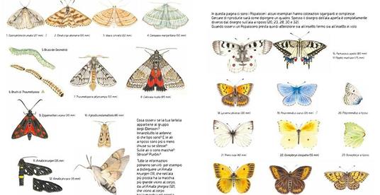 Sei zampe e poco più. Una guida pratica per piccoli entomologi - Geena Forrest - 3