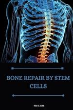 Bone repair by stem cells